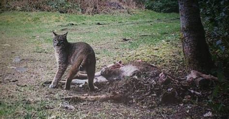 witches munching on deer